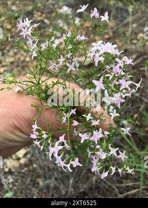 diamond-flowers (Stenaria nigricans) Plantae Stock Photo