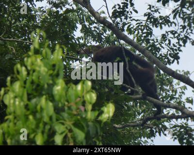 Long-haired spider monkey (Ateles hybridus) Mammalia Stock Photo