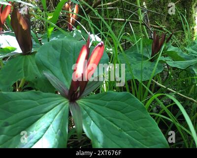 giant purple wakerobin (Trillium kurabayashii) Plantae Stock Photo