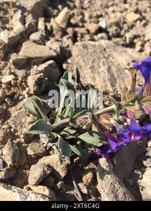 Moffatt's Beardtongue (Penstemon moffatii) Plantae Stock Photo