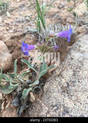 Moffatt's Beardtongue (Penstemon moffatii) Plantae Stock Photo