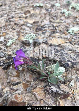 Moffatt's Beardtongue (Penstemon moffatii) Plantae Stock Photo