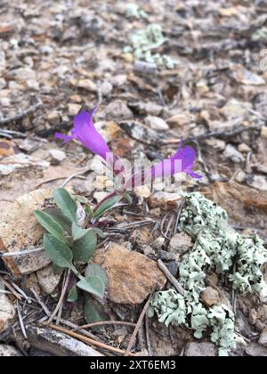 Moffatt's Beardtongue (Penstemon moffatii) Plantae Stock Photo