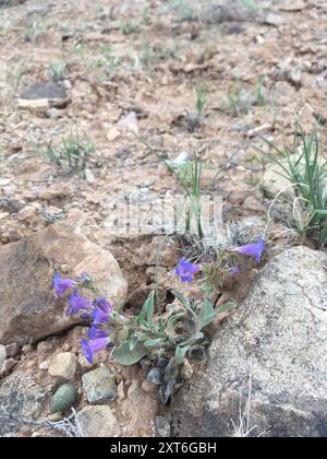 Moffatt's Beardtongue (Penstemon moffatii) Plantae Stock Photo