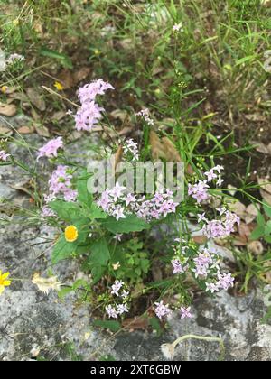 diamond-flowers (Stenaria nigricans) Plantae Stock Photo