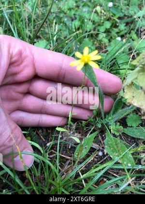 Eastern Groundsel (Senecio vernalis) Plantae Stock Photo