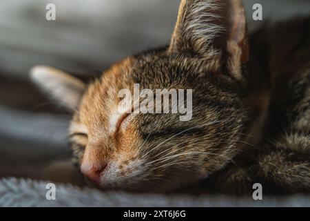 Peacefully sleeping tabby cat with closed eyes. Warm cozy atmosphere, cat tranquility and contentment. Stock Photo