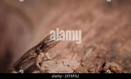 Lizard on fallen tree branch in Sedona, Arizona Stock Photo