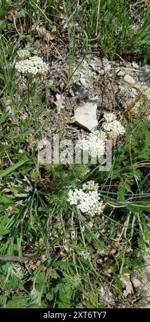 Noble Yarrow (Achillea nobilis) Plantae Stock Photo