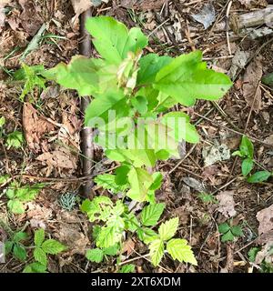 Pacific Crab Apple (Malus fusca) Plantae Stock Photo