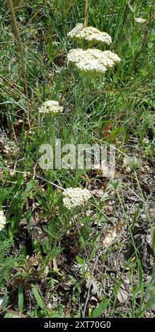 Noble Yarrow (Achillea nobilis) Plantae Stock Photo