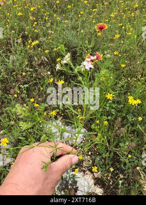 diamond-flowers (Stenaria nigricans) Plantae Stock Photo