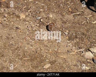 Southern Red-backed Vole (Clethrionomys gapperi) Mammalia Stock Photo