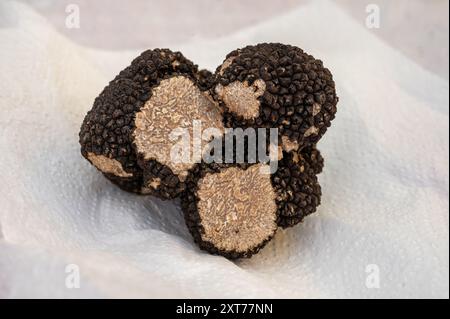 Winter truffle fair in Sarlat-le-Caneda, Perigord Noir, Dordogne, one huge black winter truffle, tasty aromatic expensive mushroom Stock Photo