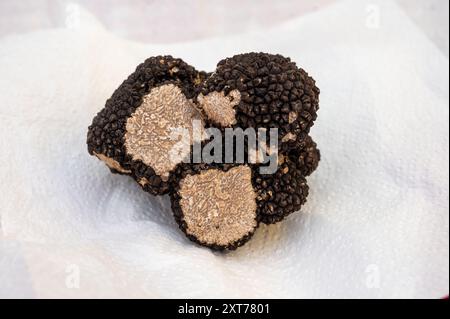 Winter truffle fair in Sarlat-le-Caneda, Perigord Noir, Dordogne, one huge black winter truffle, tasty aromatic expensive mushroom Stock Photo