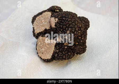 Winter truffle fair in Sarlat-le-Caneda, Perigord Noir, Dordogne, one huge black winter truffle, tasty aromatic expensive mushroom Stock Photo