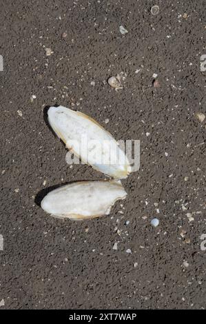 Shell (Cuttlebone) of the Cuttlefish resp.Sepia officinalis during low Tide at North Sea,Wattenmeer National Park,Germany Stock Photo