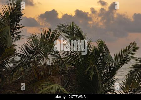 Palm trees and amazing cloudy sky on sunset at tropical island in Goa Indian Ocean. Coconut Tree with Beautiful and romantic sunset. travel Photo Copy Stock Photo