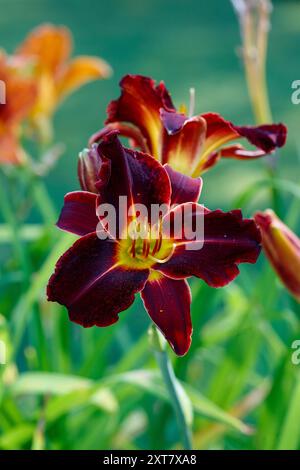 'Ed Murray' Daylily, Daglilja (Hemerocallis) Stock Photo