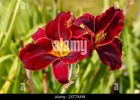 'Ed Murray' Daylily, Daglilja (Hemerocallis) Stock Photo