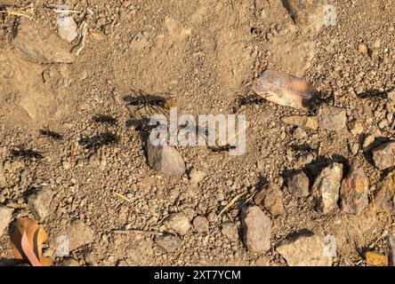 Matabele ants (Megaponera analis)  on  the march - one carrying a termite Stock Photo