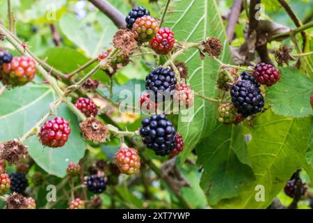 Blackberries growing on a bramble bush, some ripe and ready for picking. UK Stock Photo
