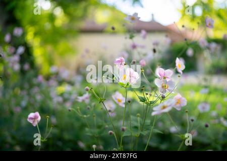 Anemone hupehensis var. japonica growing in border Suuremõisa Manor Gardens. Pale pink flower Japanese anemone, close-up. Stock Photo