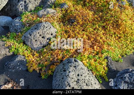 A rock covered in moss and yellow leaves. The rock is surrounded by dirt and there are other rocks nearby Stock Photo