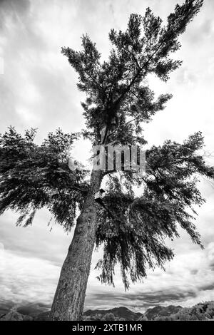 Landscape with a lonely tree in black and white. Stock Photo