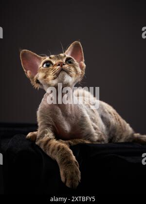 A Devon Rex kitten poses against a dark background, looking up with wide eyes and a playful demeanor. Stock Photo