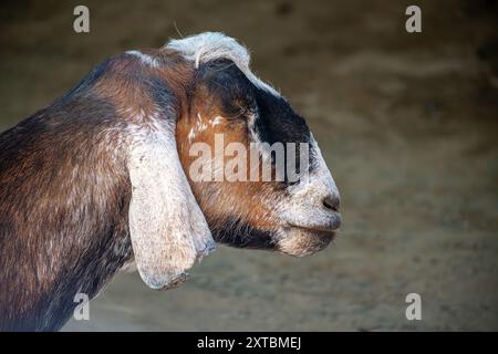 Close-up profile of a brown and white goat with a blurred background Stock Photo