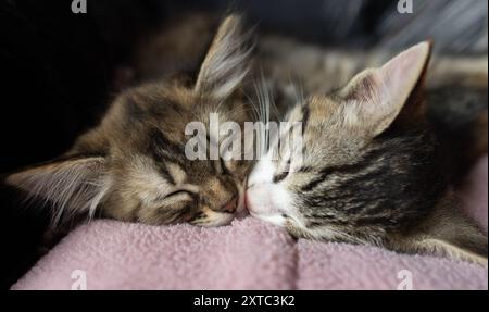 two muzzles of sleeping kittens lying next to each other on a pillow. Love for cats. childish tenderness of animals. A minute of rest. cat day. Favori Stock Photo