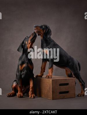 Two Dobermans puppy stand together, one looking off into the distance while the other gazes at the viewer, their synchronized postures showing unity Stock Photo