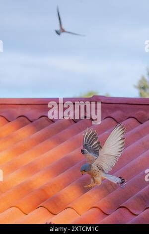 lesser kestrel (Falco naumanni) in flight Photographed in Israel in October Stock Photo