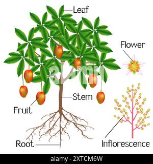 The structure of the mango plant is shown on a white background. Stock Vector