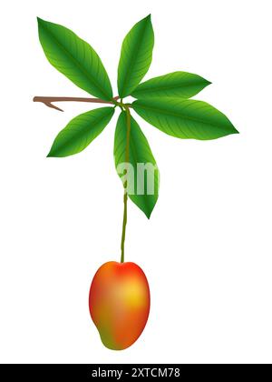 Mango on a branch isolated on white background. Stock Vector