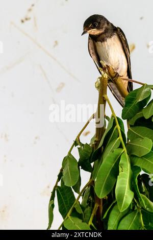 Juvenile Barn Swallow, (Hirundo rustica) خطاف المخازن in a rehabilitation room photographed at the Israeli Wildlife Hospital, Ramat Gan, Israel Stock Photo