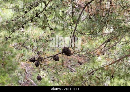 Pinecones on a tree branch Stock Photo