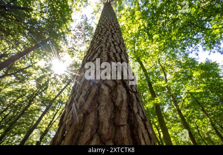 12 August 2024, Brandenburg, Wittstock/Dosse: A tree towers into the sky in a mixed forest. Photo: Monika Skolimowska/dpa Stock Photo