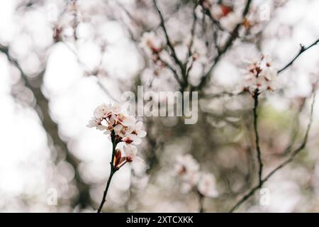 Juneberry Amelanchier lamarckii, blooms of springtime. High quality photo Stock Photo