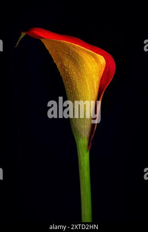 A vibrant calla lily with a red and yellow gradient petal stands out against a black background. Dew drops are visible on the petal. Stock Photo