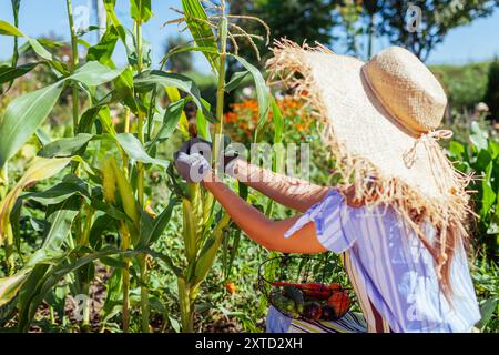 Gardener harvesting corn in summer garden holding basket with picked vegetables. Woman growing organic food Stock Photo