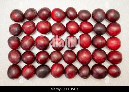 Several rows of large red plums. Stock Photo