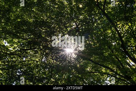 12 August 2024, Brandenburg, Wittstock/Dosse: The sun shines through the green leaves of a tree in a forest. Photo: Monika Skolimowska/dpa Stock Photo