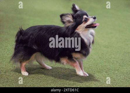 Side profile of an adult, female, black, white and tan, Chihuahua dog, isolated on a green background, standing, looking upwards and happy. Stock Photo