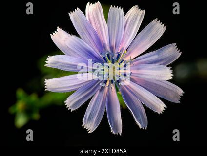 A vibrant, purple flower with delicate petals is in full bloom against a dark background.  Stock Photo