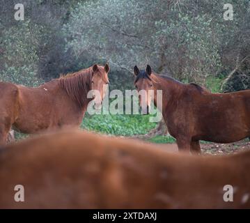 couple of brown horses looking forward in a Mediterranean meadow with olive trees in the background and walking horse in front Stock Photo
