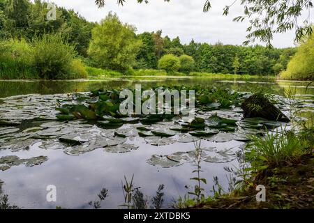 Lilies in flower floating on the surface of a large pond in the English countryside in summer. Stock Photo