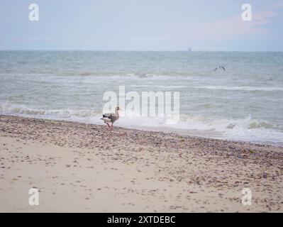 Wild gray goose Anser Anser on the seashore of Kattegat sea beach near water in Skagen, Grenen cape. Stock Photo