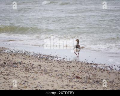 Wild gray goose Anser Anser on the seashore of Kattegat sea beach near water in Skagen, Grenen cape. Stock Photo